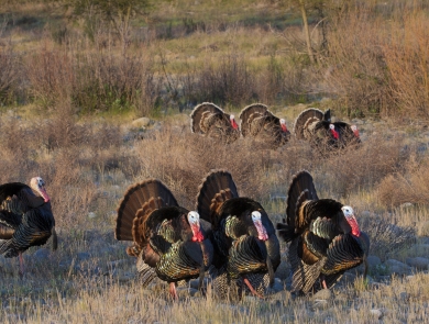 sac wildlife refuge